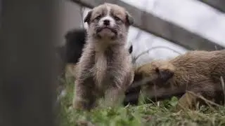THE CUTEST PUPPY IN THE WORLD - Super Cute Puppy Song by HANNAH BANANA and Anastace!