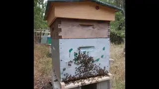 Sondage en cours . Effondrement des colonies d'abeilles.
