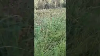 маршрут по лесам