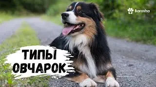 ⭐ Типы овчарок