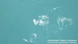 First ever drone footage of Atlantic Bluefin tuna (Thunnus thynnus) off the South Coast of Ireland.