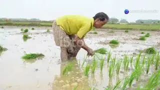 தமிழ்நாட்டில் நேரடி விதைப்பு நெல் சாகுபடி நன்மைகள்! #நெல்விதைப்பு