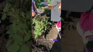 Питомник держит тело в заложниках