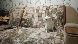 Выучили команду 