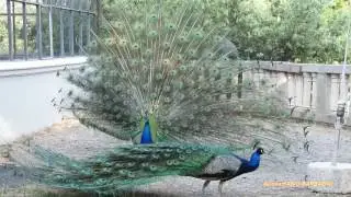 Corteggiamento di pavoni