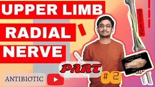 RADIAL NERVE PART 2 DETAIL EXPLANATION WITH UNIVERSITY NOTES📔📔