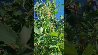 Кому мороз не страшен! Отлично пережила морозы! Жимолость!
