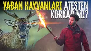MAKING INEXTINGUISHABLE FIRE IN PRIMITIVE CONDITIONS! ADVENTURE IN THE WILD CHASING NATURE!