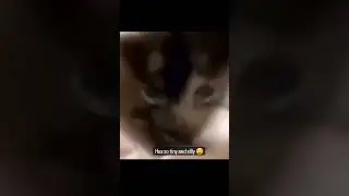 dinky dinky silly kitty