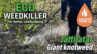 Jättitatarin torjunta 100ºC vedellä | Giant knotweed control with 100ºC water | Eco Weedkiller