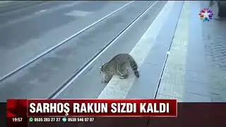 SARHOŞ RAKUN SIZDI KALDI