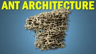 The Invention of Ant Nest Architecture