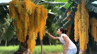 Simple for Growing Banana tree With Grapes It has the most amazing fruit - Growing strange tree