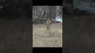 Выстрелы, убивающие койота 