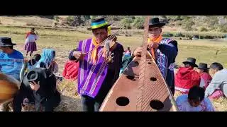 JARANA BAILABLE ARPA Y VIOLIN/Zorrito de cayanto y yeferson 🎻💐