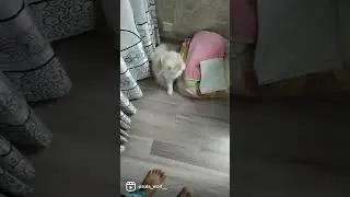 Indian cat connection