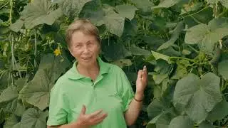 Cucumber pests