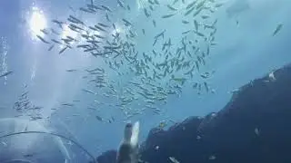 Georgia Aquarium