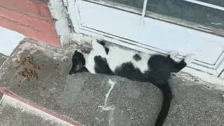Felix îi ține locul lui Bostănaș.