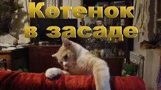 Кот в засаде!