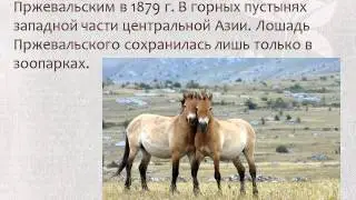 Презентация Непарнокопытные