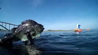 Spearfishing Norway 2018 Hitra/Frøya