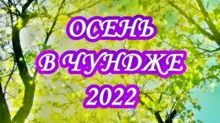 Осень в Чундже - 2022