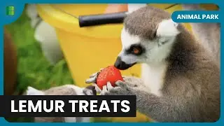 Lemurs' Favorite Treats - Animal Park - Documentary