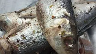 Special herring, spicy salted