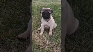 Мопс щенок в поиске самых лучших хозяев 🥰 #мопсщенок #щенокмопс