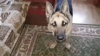 гав гав. ГОЛОС!