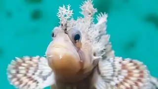 Facts: The Decorated Warbonnet