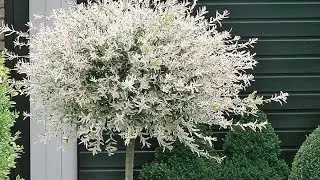 Размножение ивы Хакуро Нишики / штамбы из сирени