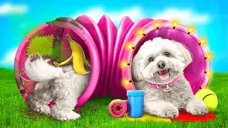 Must-Have GADGETS for Your Dog! *Gadgets for Pets*