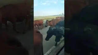 Утреннее стадо🐮🐮