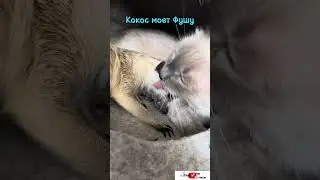 Просто Кокос моет Фушу