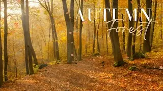 Fall Forest Aesthetic - Relaxing Music - Falling Leaves - Bird sounds
