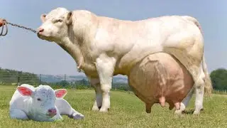 Most muscular cow breed in the world | Belgian blue | highest milking cow | biggest bodybuilder bull