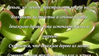 Денежное дерево, приметы и суеверия