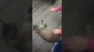 Влог 2 ,,лошади,,катаюсь на лошади