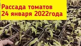 Сделали перевалку рассады томата. Рассаде 21 день. 24.01.2022