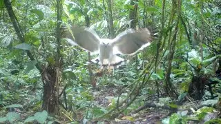 White Hawk - Tico Times