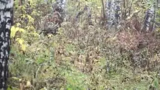 Макс. Прогулка 2015.09.27 p03