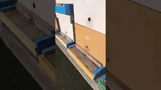 Scout bees sighting in my bait boxes.   They are coming.