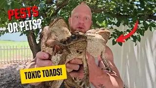 Giant Toxic Cane Toads! Pets or Pests?