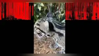 Эти смешные животные