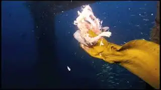 Eel at the Vandenberg Wreck