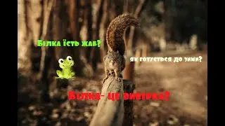 Білка. Що їдять білки? Як білка готується до зими?