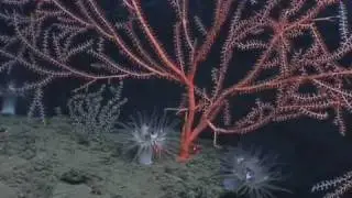 Lophelia II 2009: Green Canyon 852