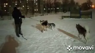 Хаски пристали к суровой овчарке...